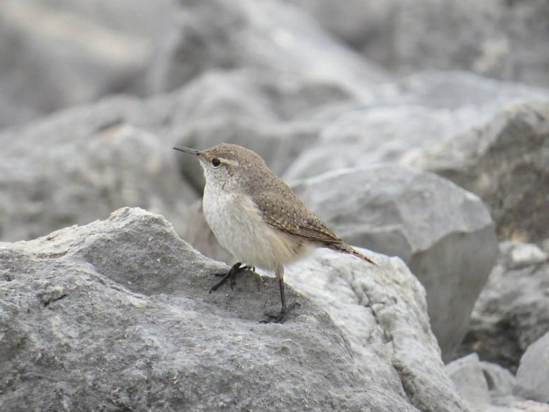 Rock Wren by KM.jpg - Rock Wren photo by Kellye McDermott